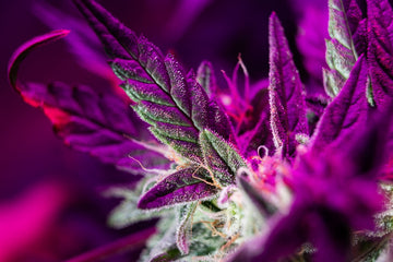 What Are The Prettiest Weed Strains In The Market?