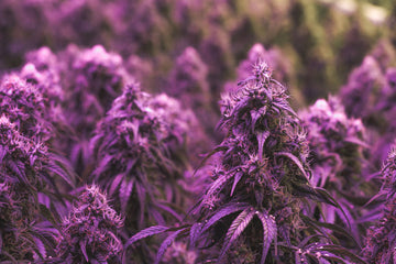 A Comprehensive Guide Into Purple Weed Strains In 2023